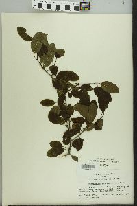 Ilex mucronata image