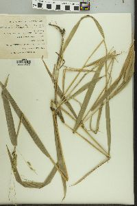 Leersia lenticularis image