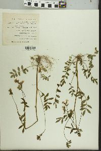 Polemonium reptans image