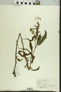 Rumex verticillatus image