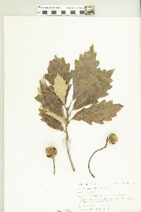 Quercus bicolor image