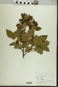 Rubus pensilvanicus image