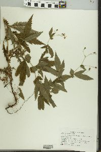 Rubus flagellaris image