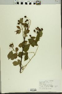 Rubus pensilvanicus image