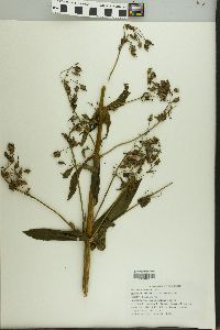 Frasera caroliniensis image