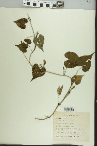 Ipomoea lacunosa image