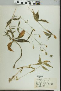 Silene stellata image