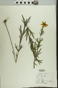 Coreopsis palmata image