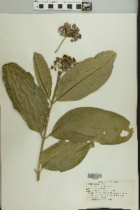 Asclepias syriaca image