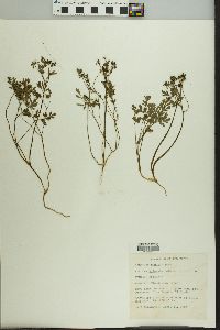 Erigenia bulbosa image