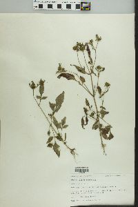 Bidens tripartita image