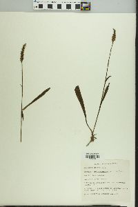 Spiranthes cernua image