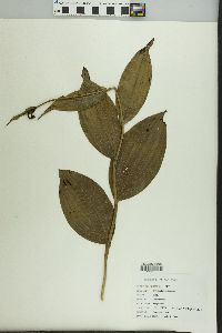 Cypripedium parviflorum var. pubescens image