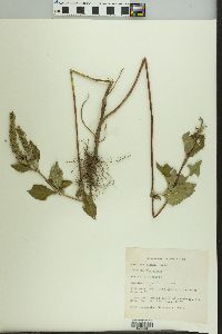 Iva annua image