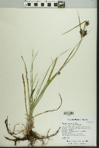 Cyperus stoloniferus image
