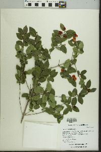 Lonicera × bella image