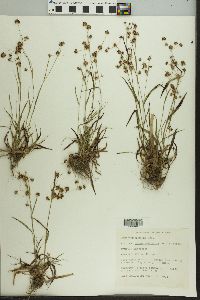 Luzula multiflora image