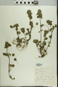 Lamium purpureum image