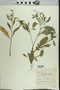 Rorippa sessiliflora image