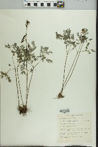 Dicentra cucullaria image