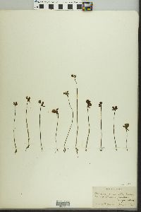 Utricularia cornuta image