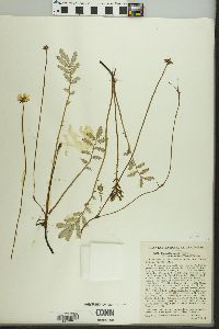 Potentilla egedii var. groenlandica image