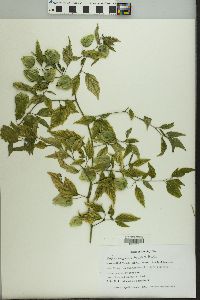 Physalis subglabrata image