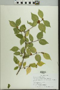 Lonicera maackii image