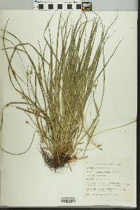 Carex jamesii image