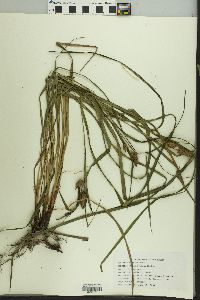 Carex typhina image