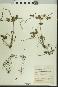 Cyperus erythrorhizos image