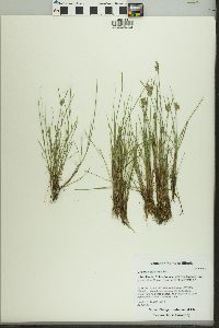 Cyperus bipartitus image