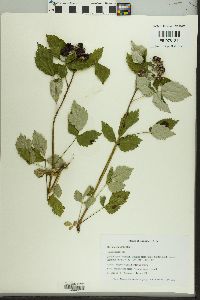 Rubus occidentalis image