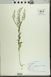 Lepidium campestre image