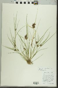 Cyperus diandrus image