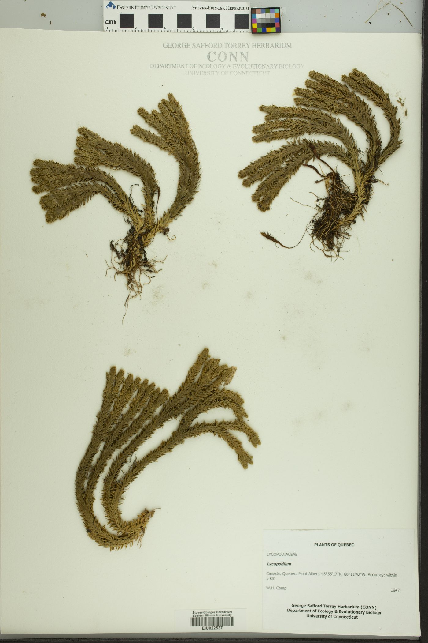 Lycopodium selago subsp. appressum image
