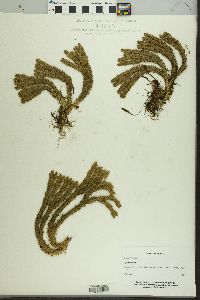 Lycopodium selago subsp. appressum image