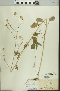 Brassica nigra image