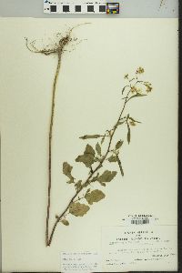 Brassica nigra image