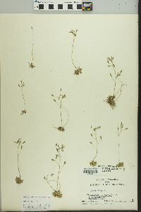 Draba verna image