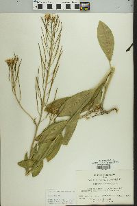 Hesperis matronalis image