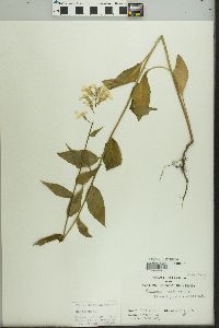 Hesperis matronalis image