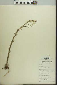 Arabis divaricarpa image