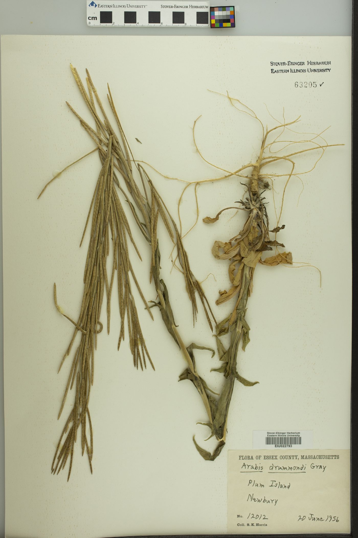 Arabis drummondi image