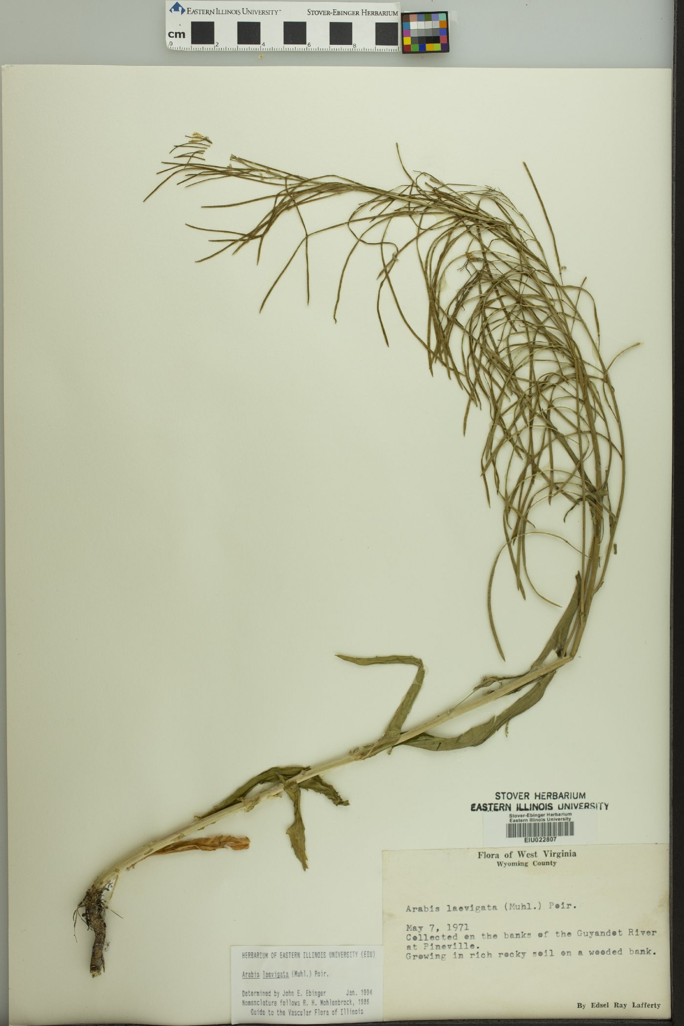 Borodinia burkii image