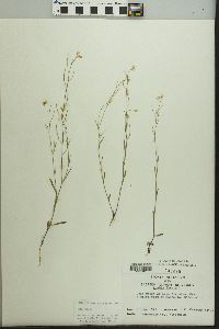 Arabidopsis lyrata image