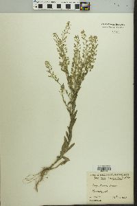 Lepidium campestre image