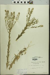 Lepidium campestre image