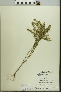 Lepidium densiflorum image