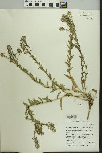 Lepidium heterophyllum image